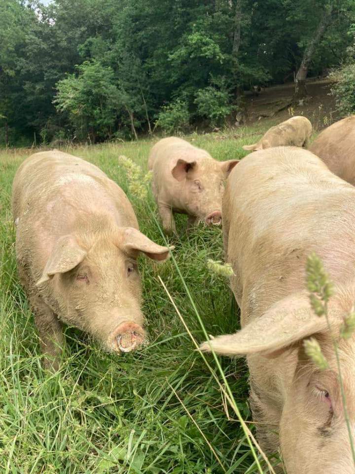 Porcs élevés en plein air Chelle-Debat