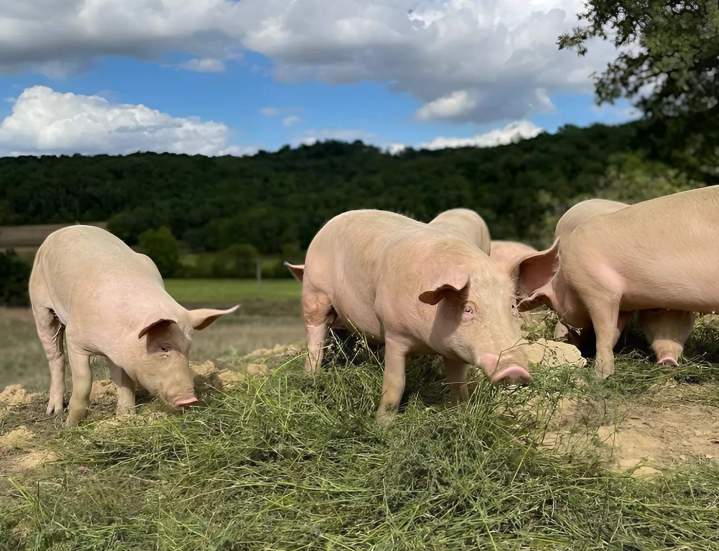 Porcs élevés en plein air, sans OGM.