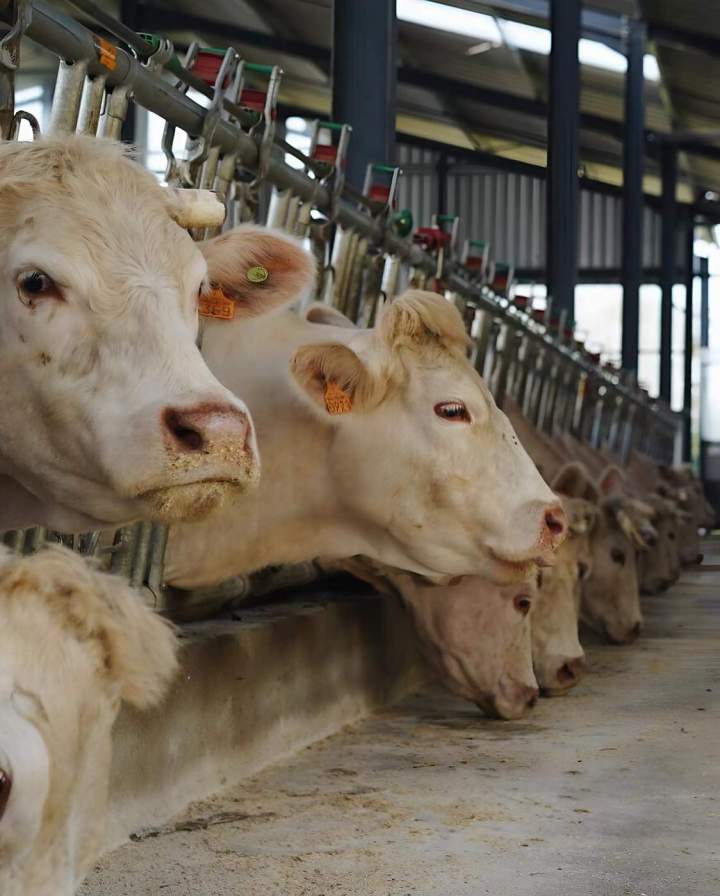 Élevage de bœuf Chelle-Debat