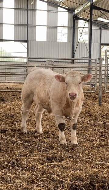 Viande de veau tendre et savoureuse.