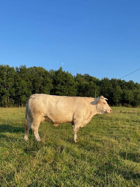 Bœuf élevé avec passion et respect.